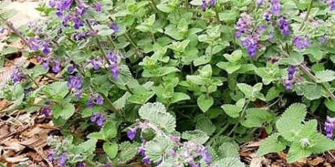 Kojih 8 biljaka treba posaditi na selu da ljeti zaboravite na komarce